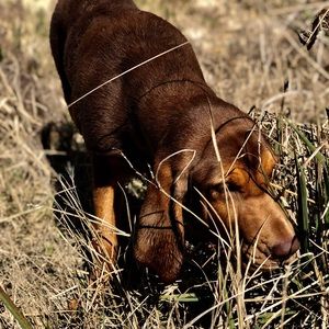Meet your Posher, Sydney